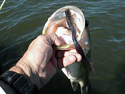 Grow Worms for Fishing Bait: A Complete Guide