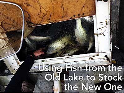 More than 300 bass were caught and moved