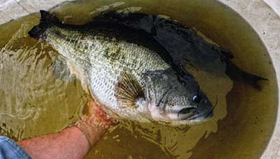 Consistently growing beautiful bass like this one beyond 10 pounds in five years is within reach under proper circumstances. This bass has a nearly perfect shape, with shoulders a few inches thick on both sides.