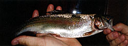 This nine inch trout is perfect for food for bass 14 inches or larger.