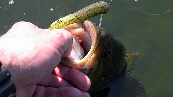 Jig Worm Tactics And Tricks  The Ultimate Bass Fishing Resource Guide® LLC