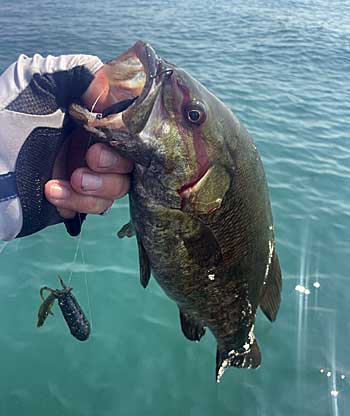 A smallmouth bass that fell for a tube bait fished slowly along the bottom.