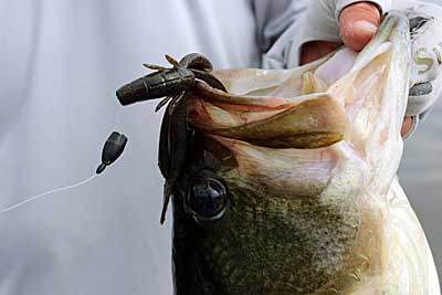 A solid bass that bit a creature bait rigged with a matching tungsten weight.