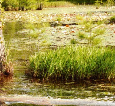 Mats of grass grew in shallow water, then broke loose and floated around the lake—perfect habitat for small insects, grass shrimp, and even newly hatched fish.