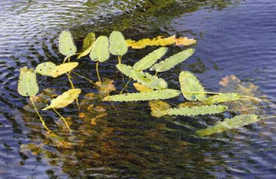 A species of spatterdock, also called Cow lily, proved to be good habitat for tiny creatures of great value to any lake.