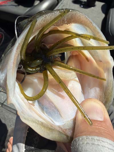 "Urchin" baits have arrived, and anglers are finding more and more ways to catch bass with these wild-looking lures.
