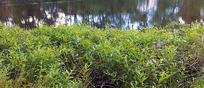 Water willow; a healthy shoreline emergent plant that grows in water less than two feet deep. Great shade and enough space for small fish safety.