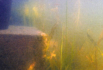 This underwater setting shows a good mix of healthy plants, great habitat for small fish.