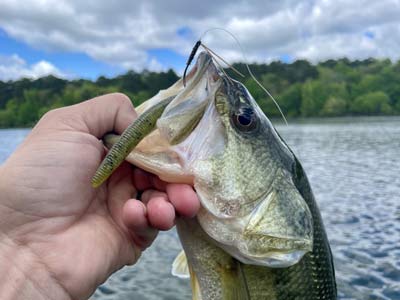 Few rigs can match the appeal and effectiveness of a Senko on a wacky rig. They work everywhere and in many different situations.
