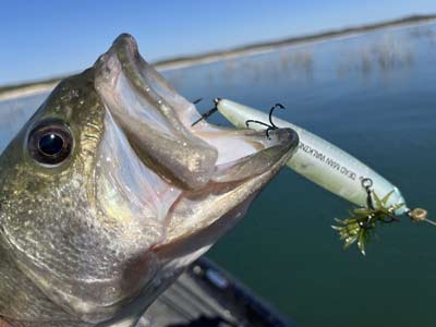 Topwater walking baits are simple to use but highly effective at drawing fish to the surface.