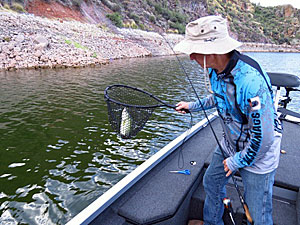 A net comes in handy when boating a Westy Worm fish.