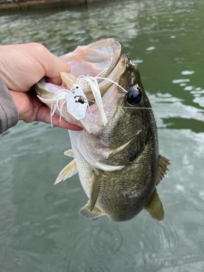 A white ChatterBait with a matching soft plastic trailer is a great way to imitate shad, which bass are heavily feeding on this month.