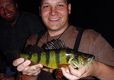 Yellow perch, cool waterfish, are much more active during winter months and prey heavily on slow-moving, vulnerable bluegills and other sunfish. Credit Mark Cornwell.