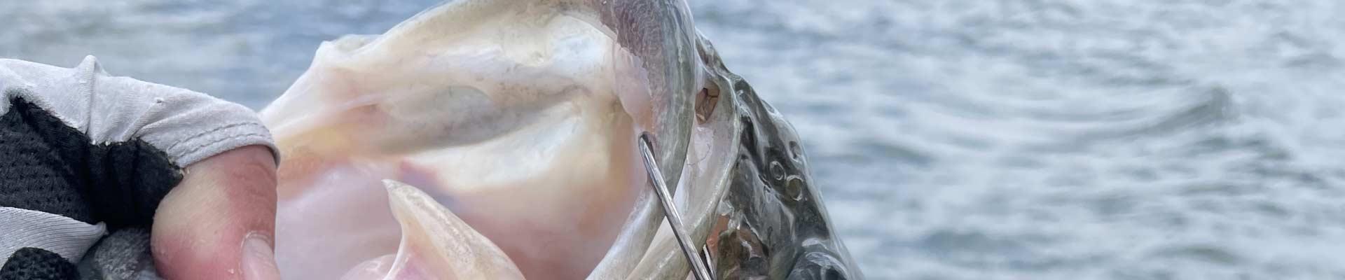 The Largemouth Bass Fishing Slump Buster – The Minimalist Fisherman