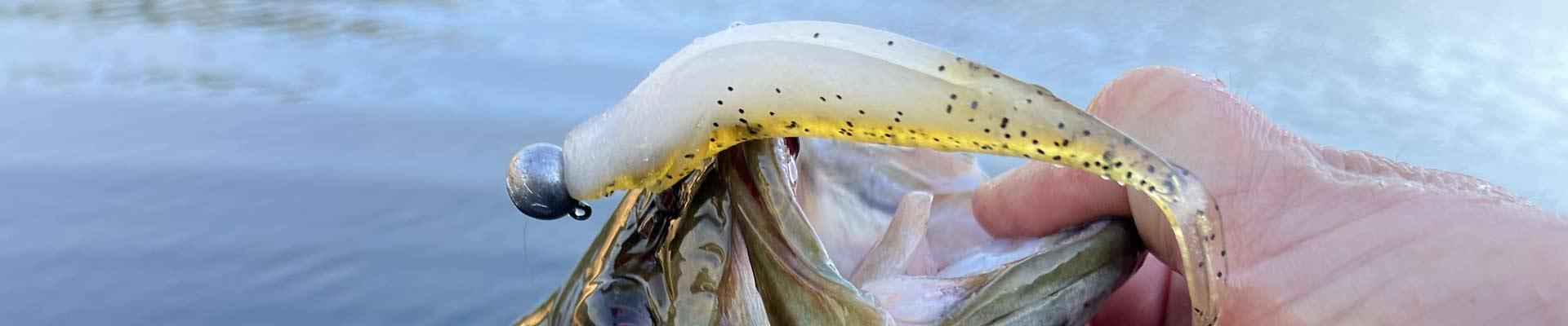 Soft Plastic Baits