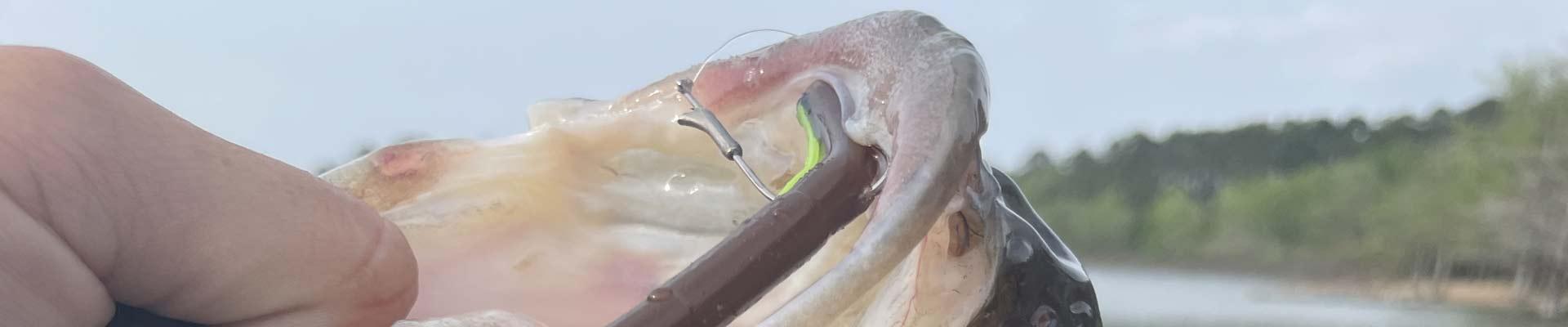 August baits