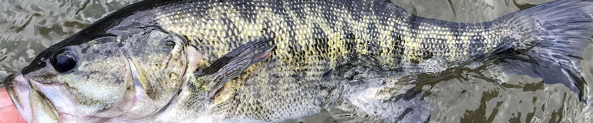 Other bass species