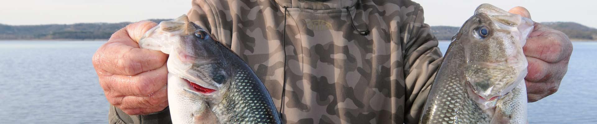 spotted bass
