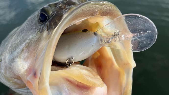 Crankbait