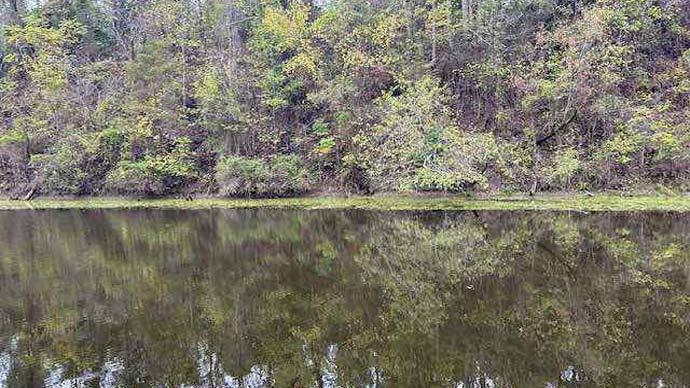Pond