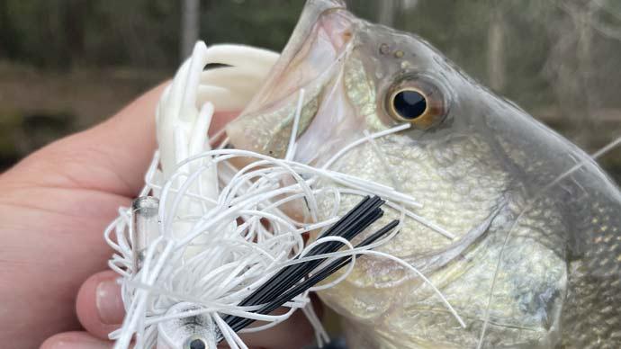 Swim jig