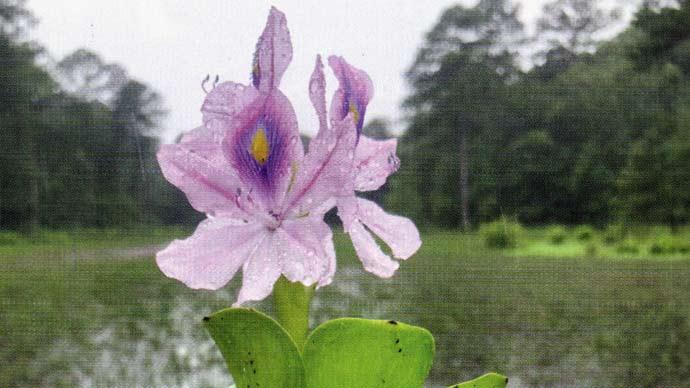 plant