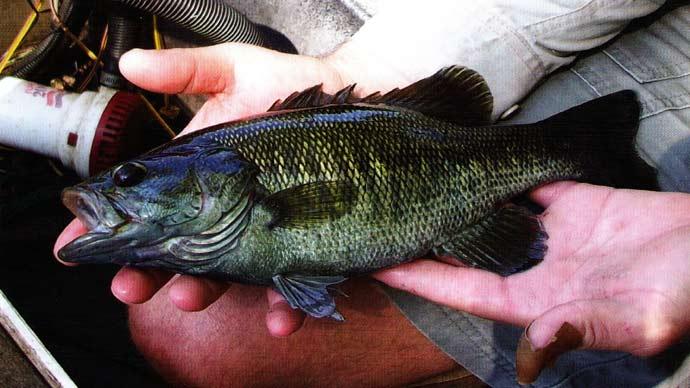 bass