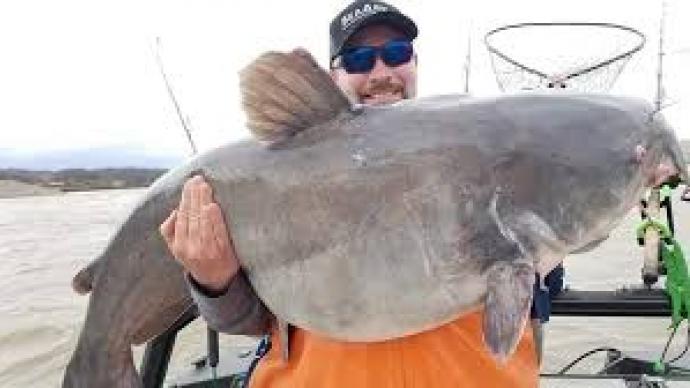 Blue catfish