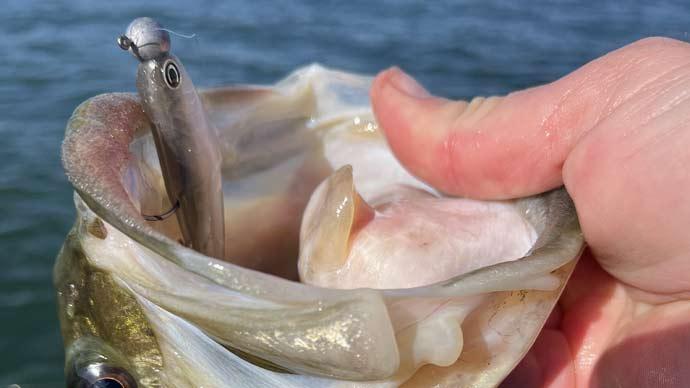 Winter baits