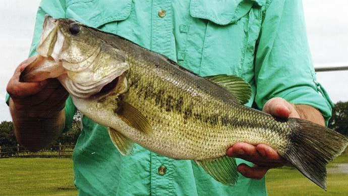 Catch and Release