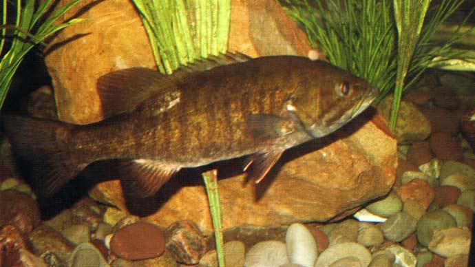 Fish and pressure
