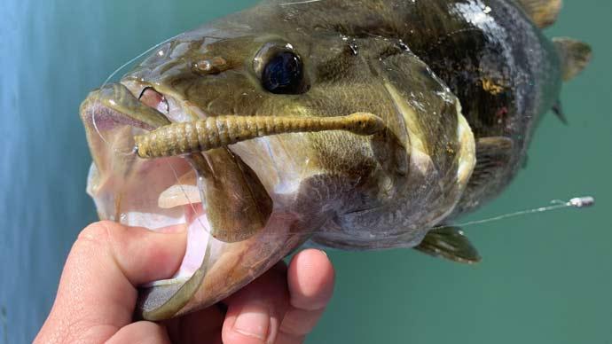 summer baits
