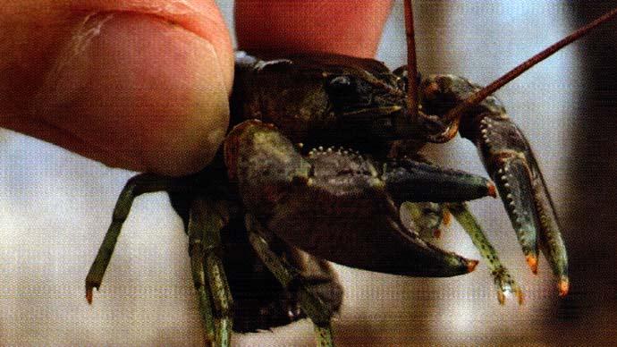 Invasive species
