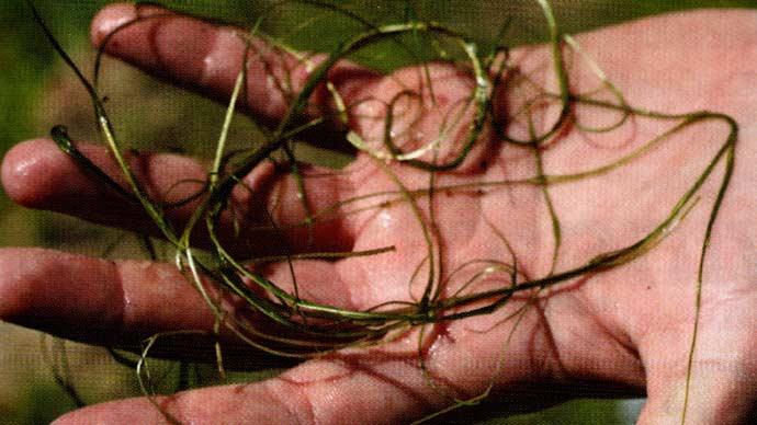 Invasive plants
