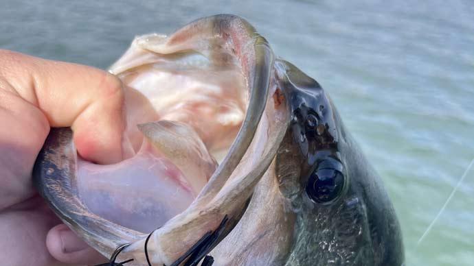 February bass fishing