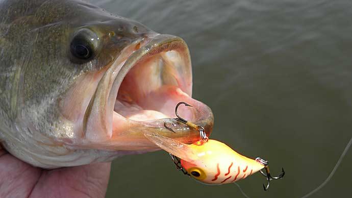 Fall crankbait fishing