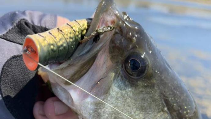 May baits