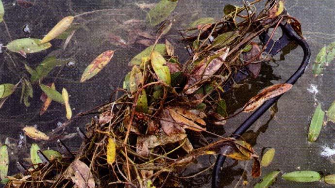 Aquatic plants