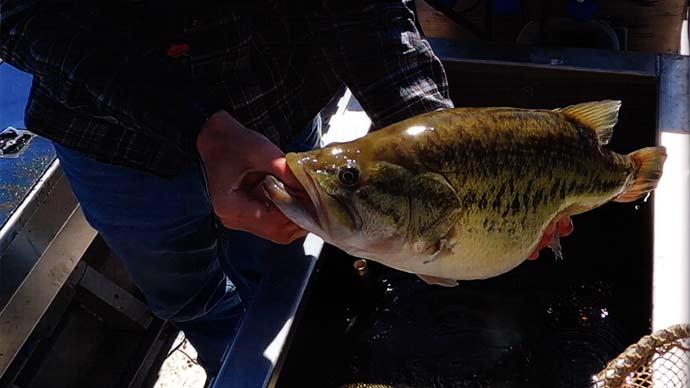 Trophy Largemouth