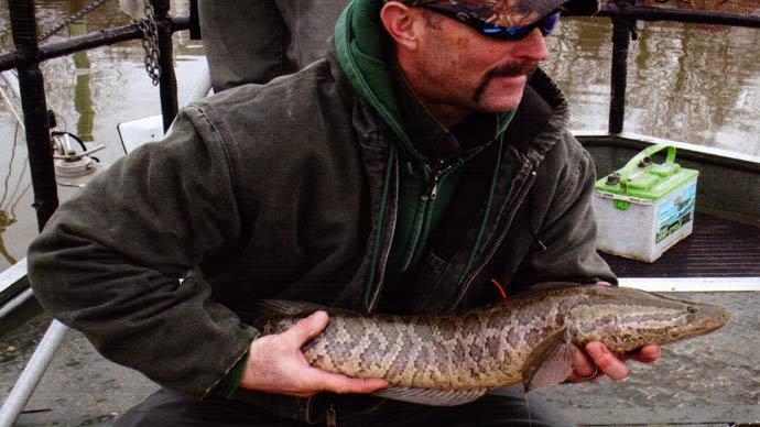 Snakeheads