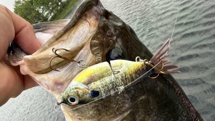 swimbait