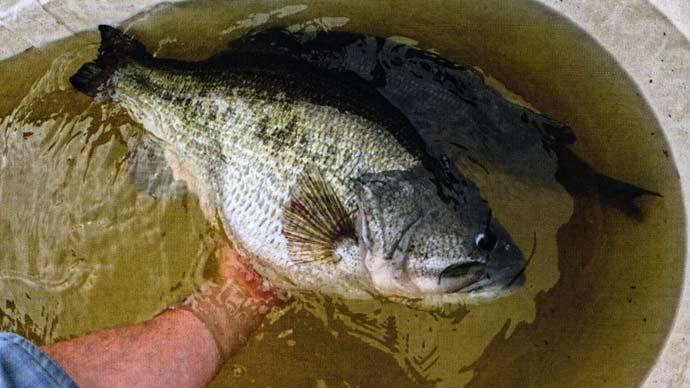 Trophy bass