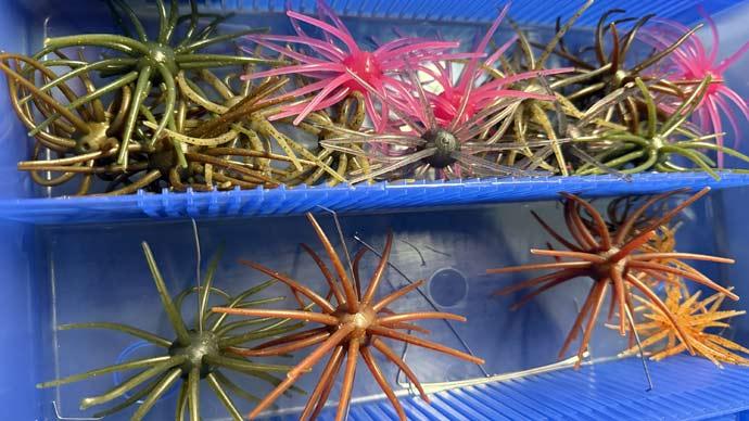 May lures