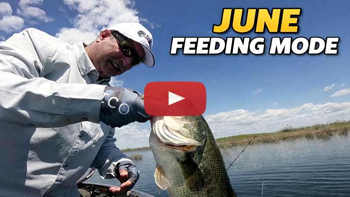 June bass fishing